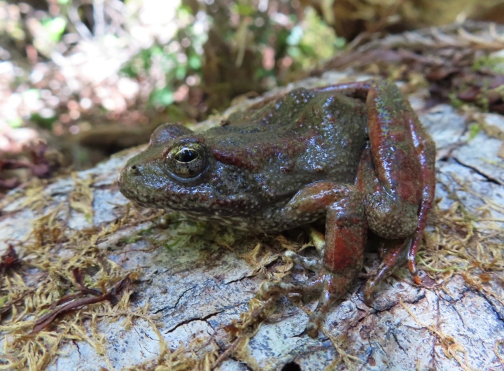 Foothill Yellow-legged Frog